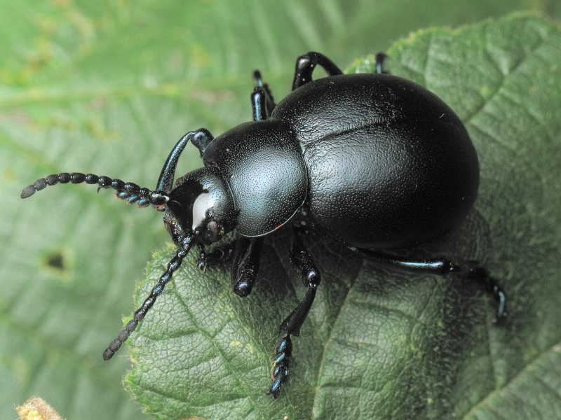 Timarcha tenebricosa (Fabricius, 1775)